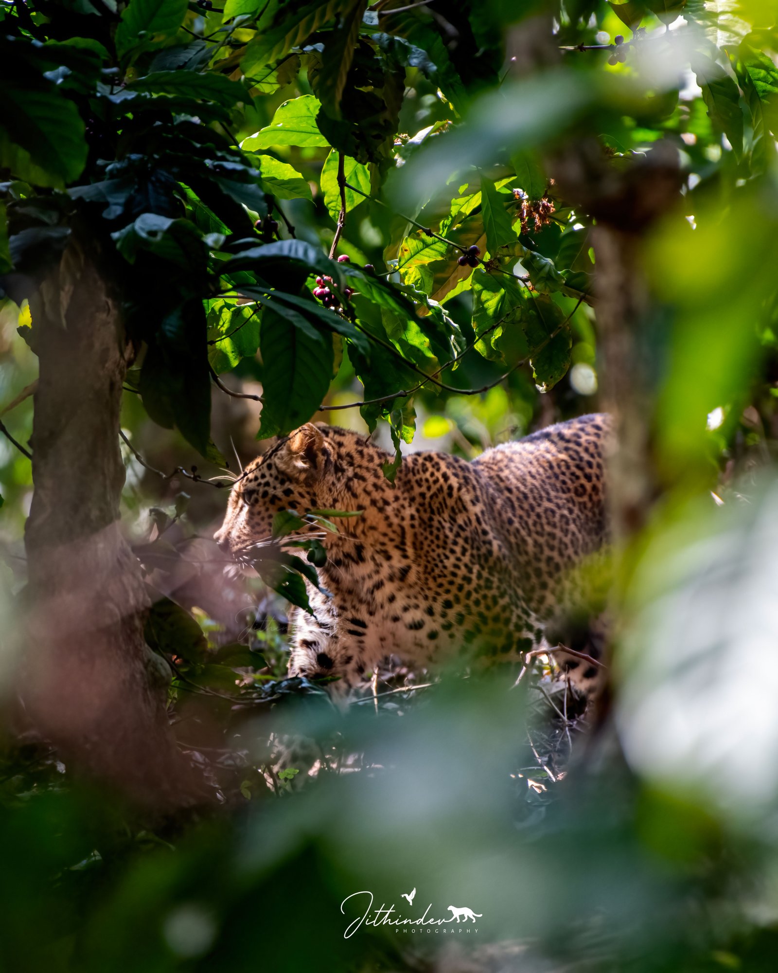 Jithindev Photography