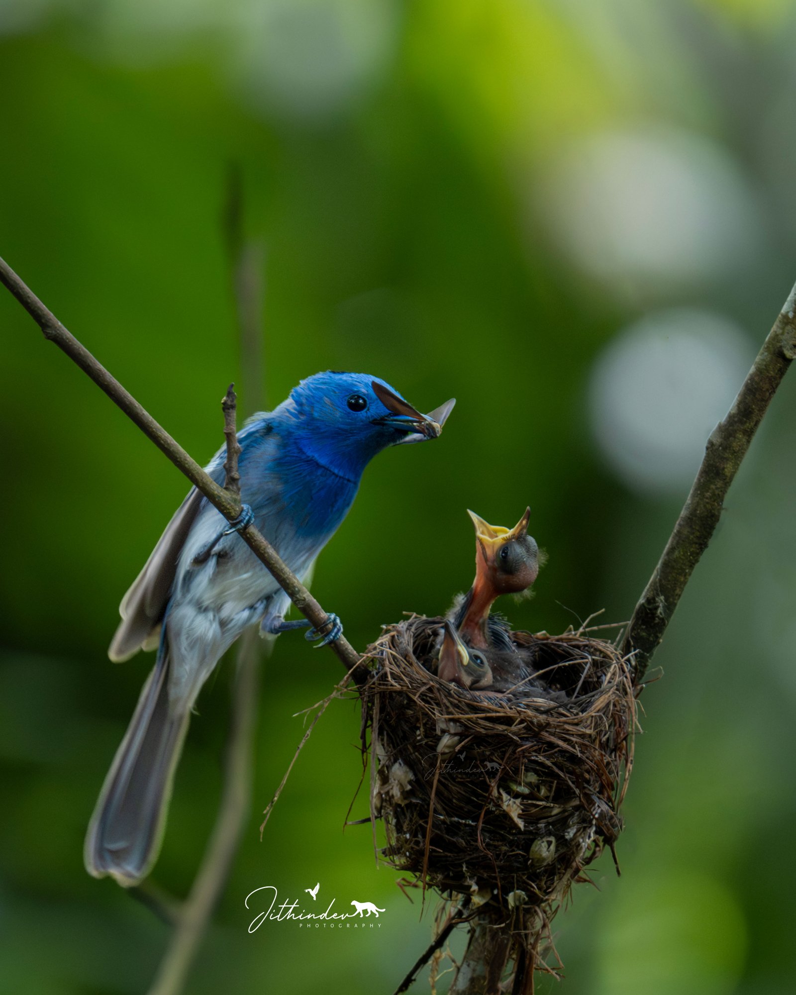 Jithindev Photography