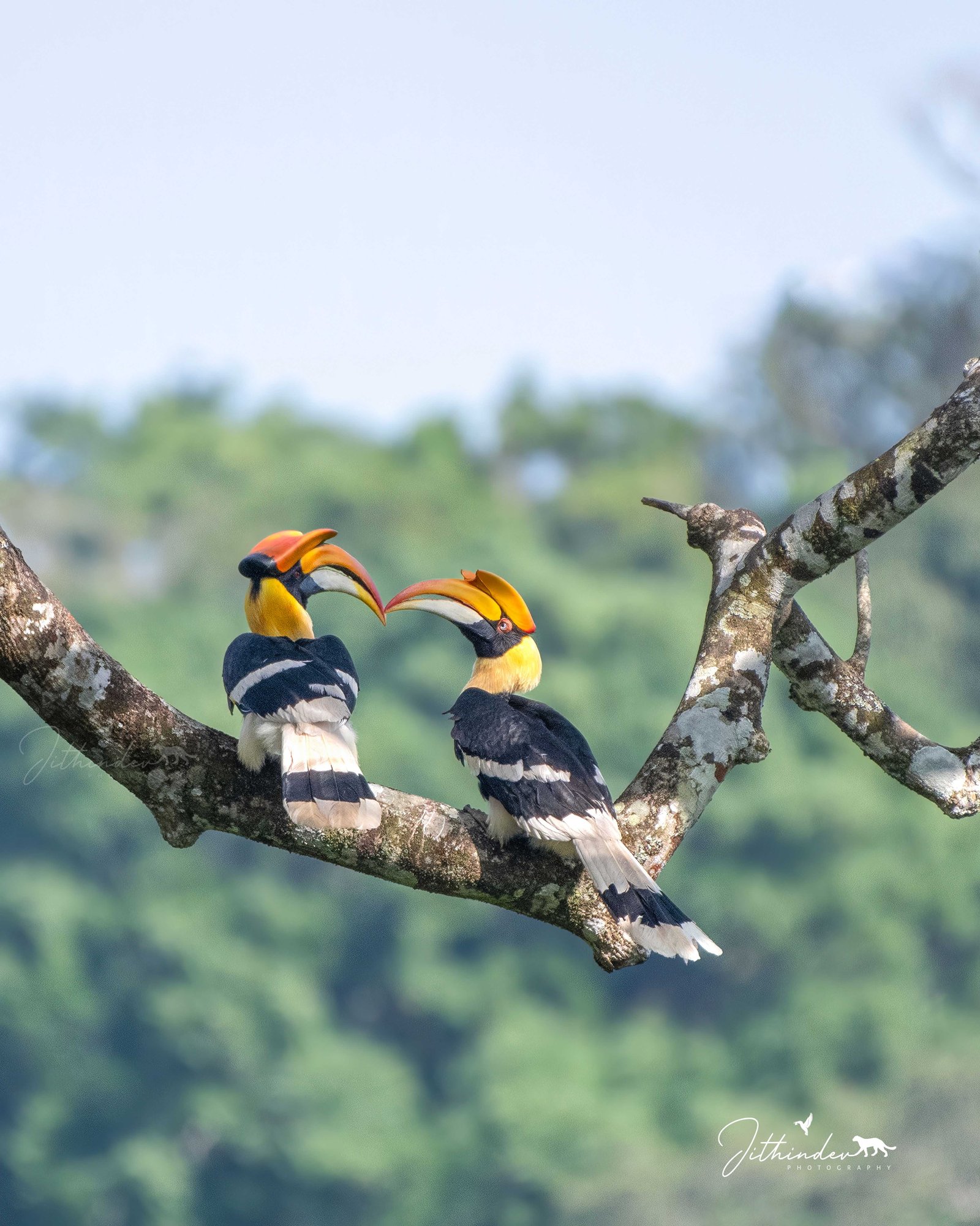 Jithindev Photography